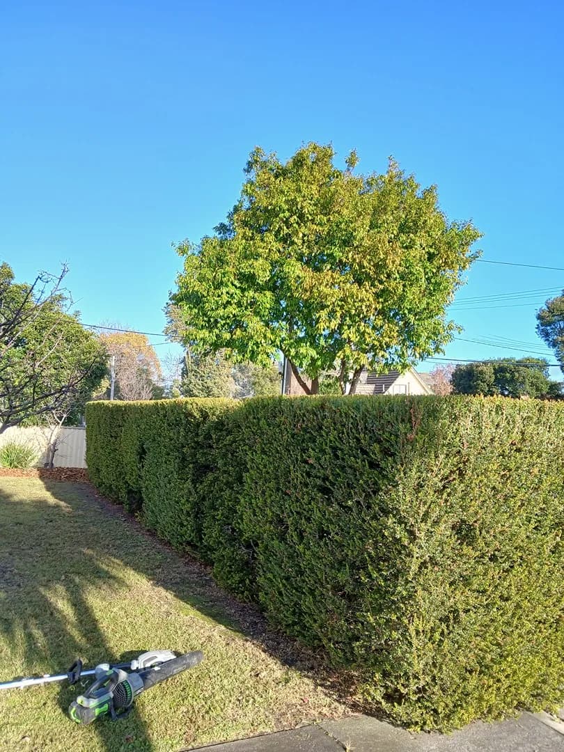 Trimmed hedge after a Terra Maintenance visit in Dandenong